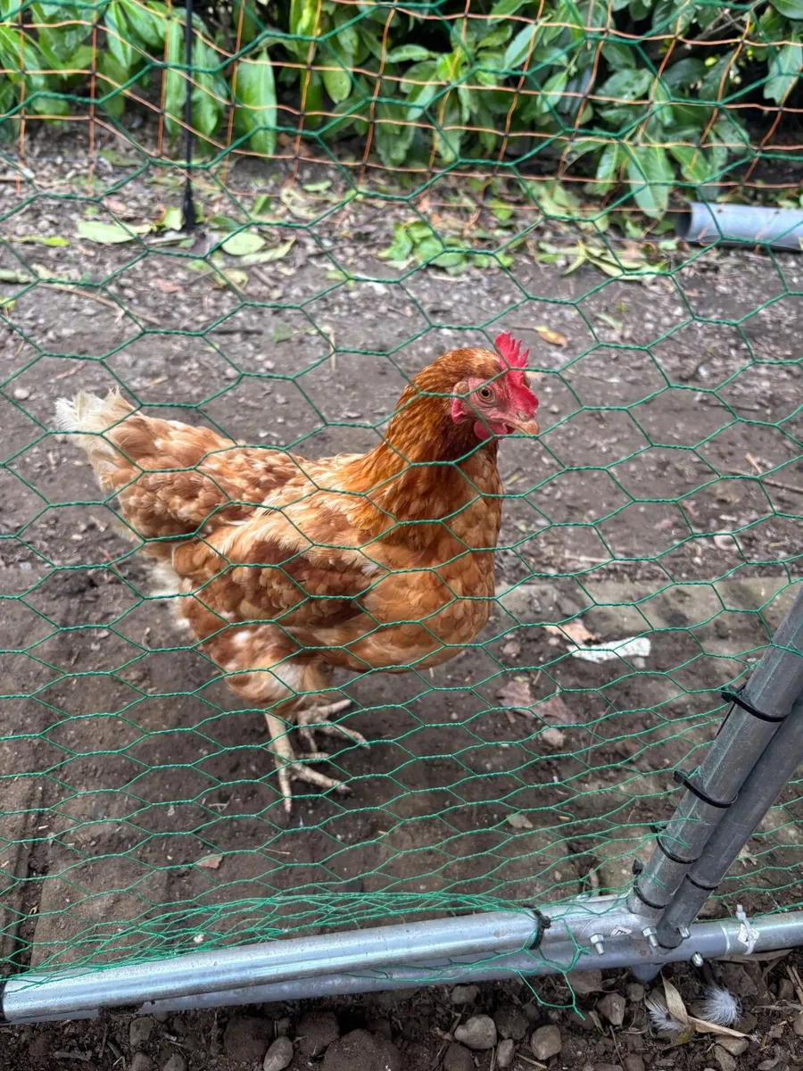 Chickens - Image 3