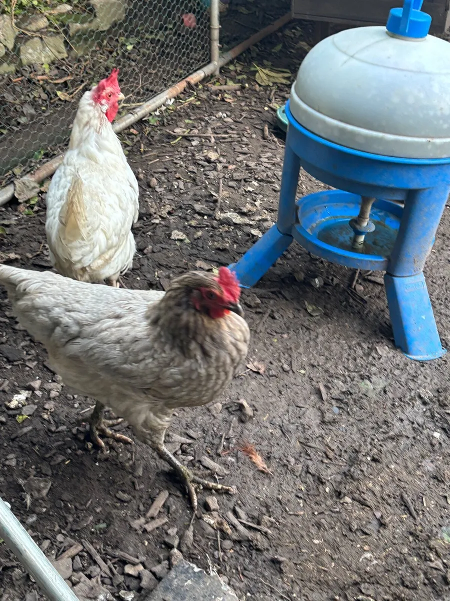 Chickens - Image 4