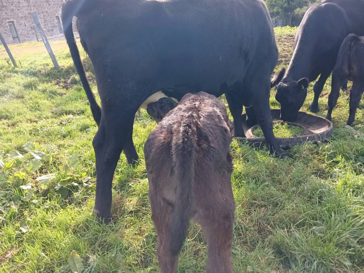 3 AA first calvers - Image 2