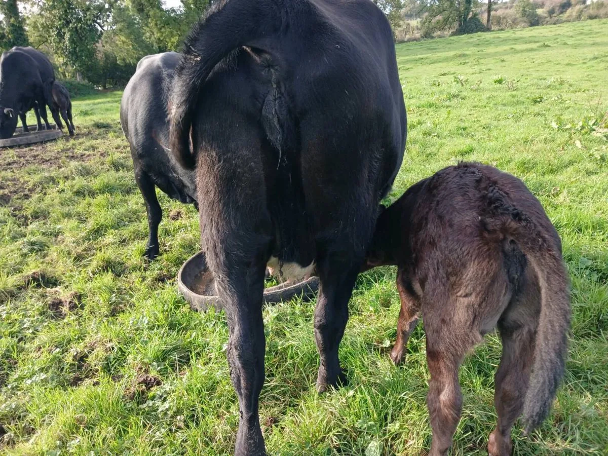 3 AA first calvers - Image 3