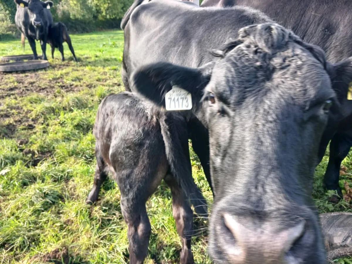 3 AA first calvers - Image 4