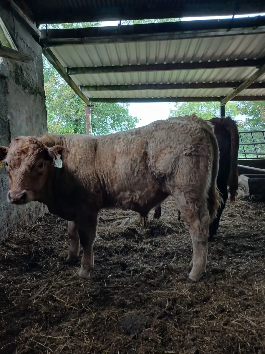 Charolais Hybrid and Salers PBNR Bull Weanling - Image 1