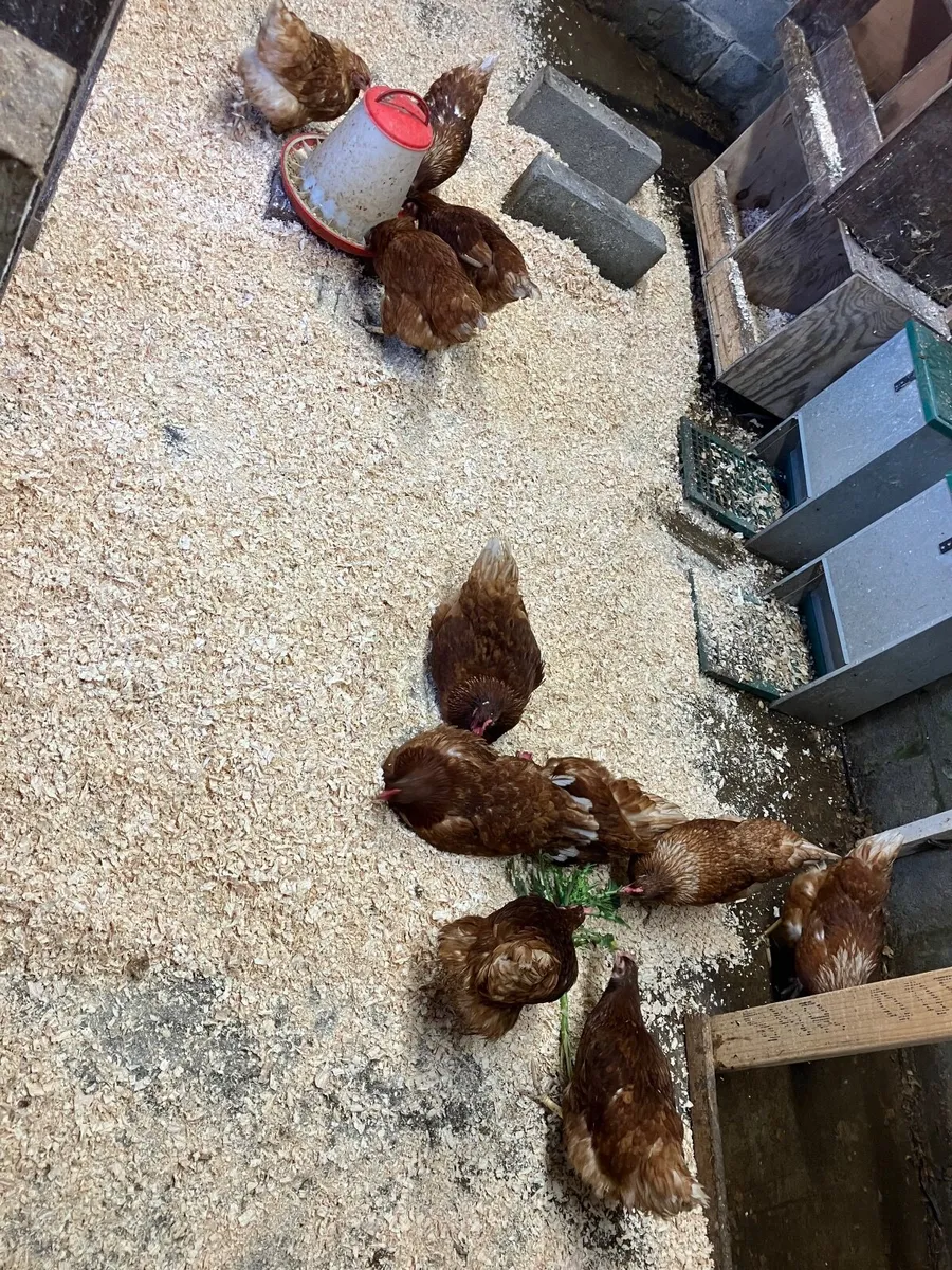 Hens - Image 2
