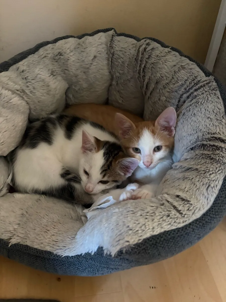 Kittens - Image 1