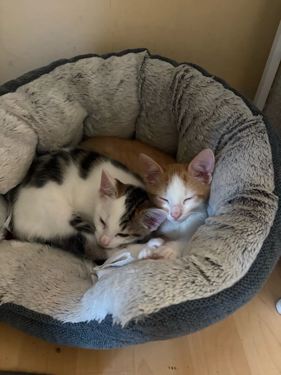 Kittens - Image 2