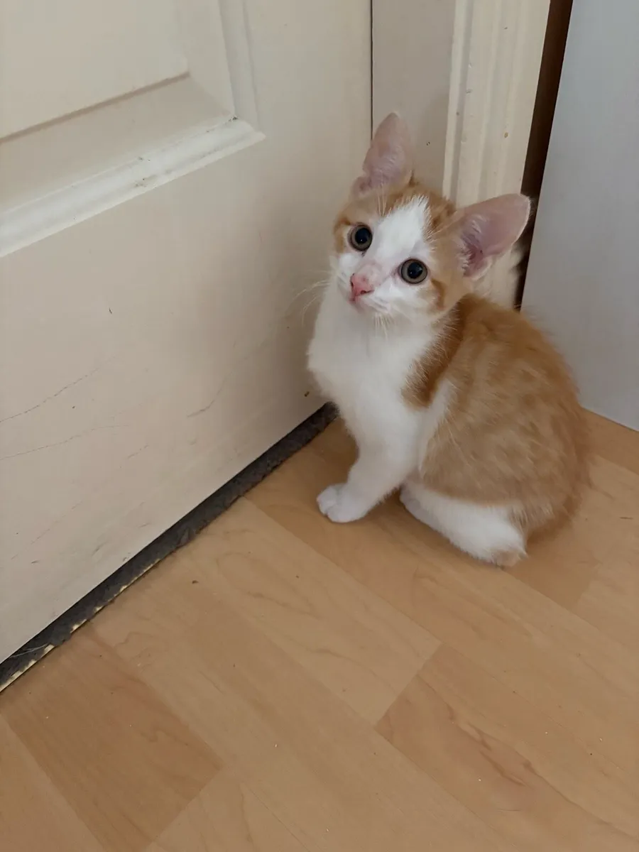 Kittens - Image 3