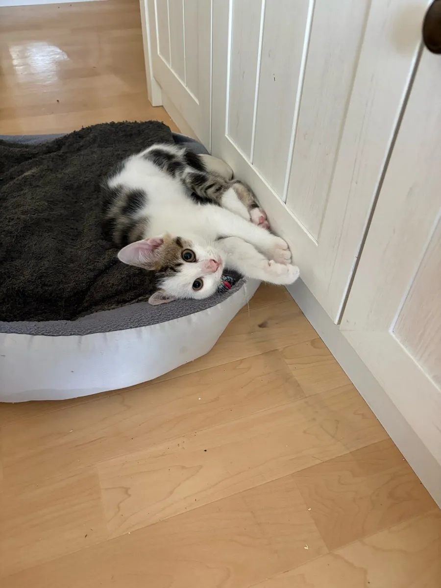 Kittens - Image 4