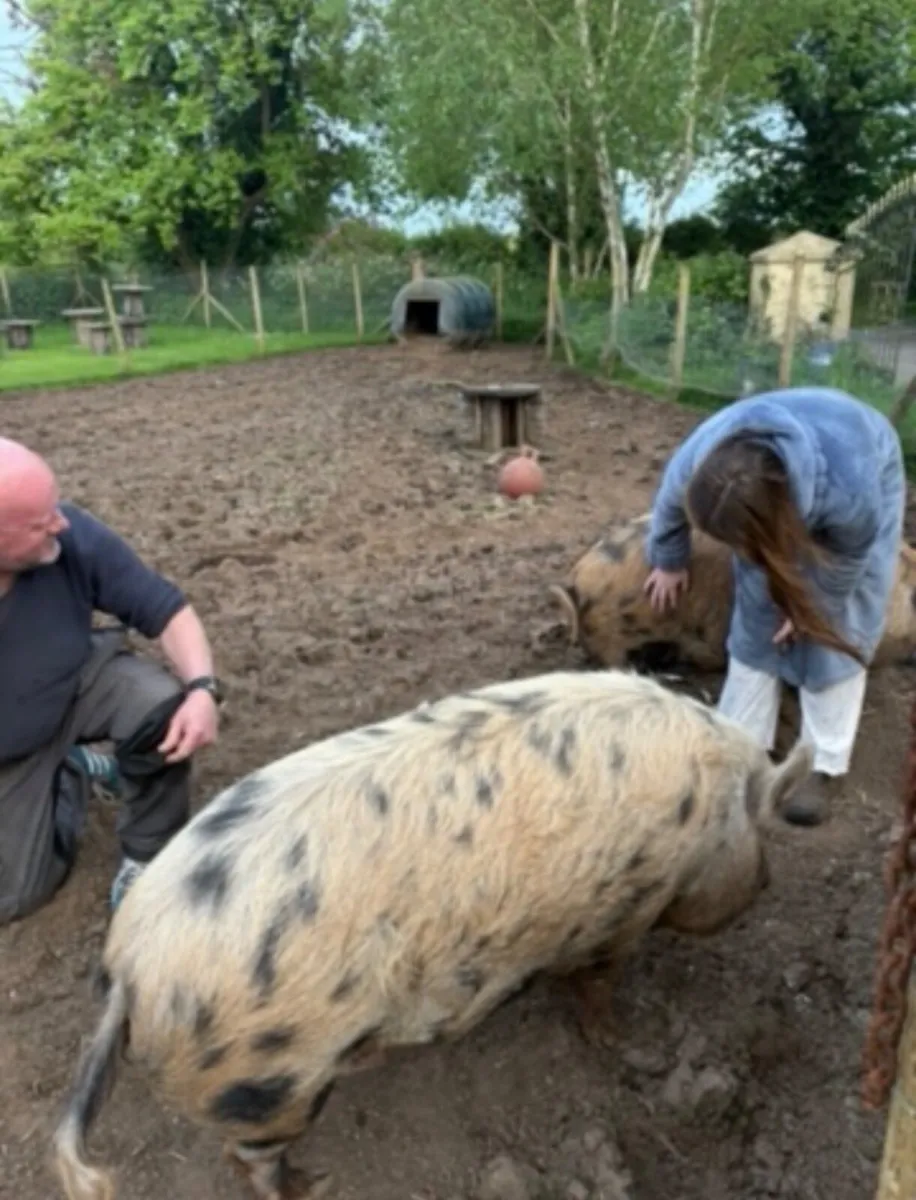 2 Kune Kune sows - Image 1