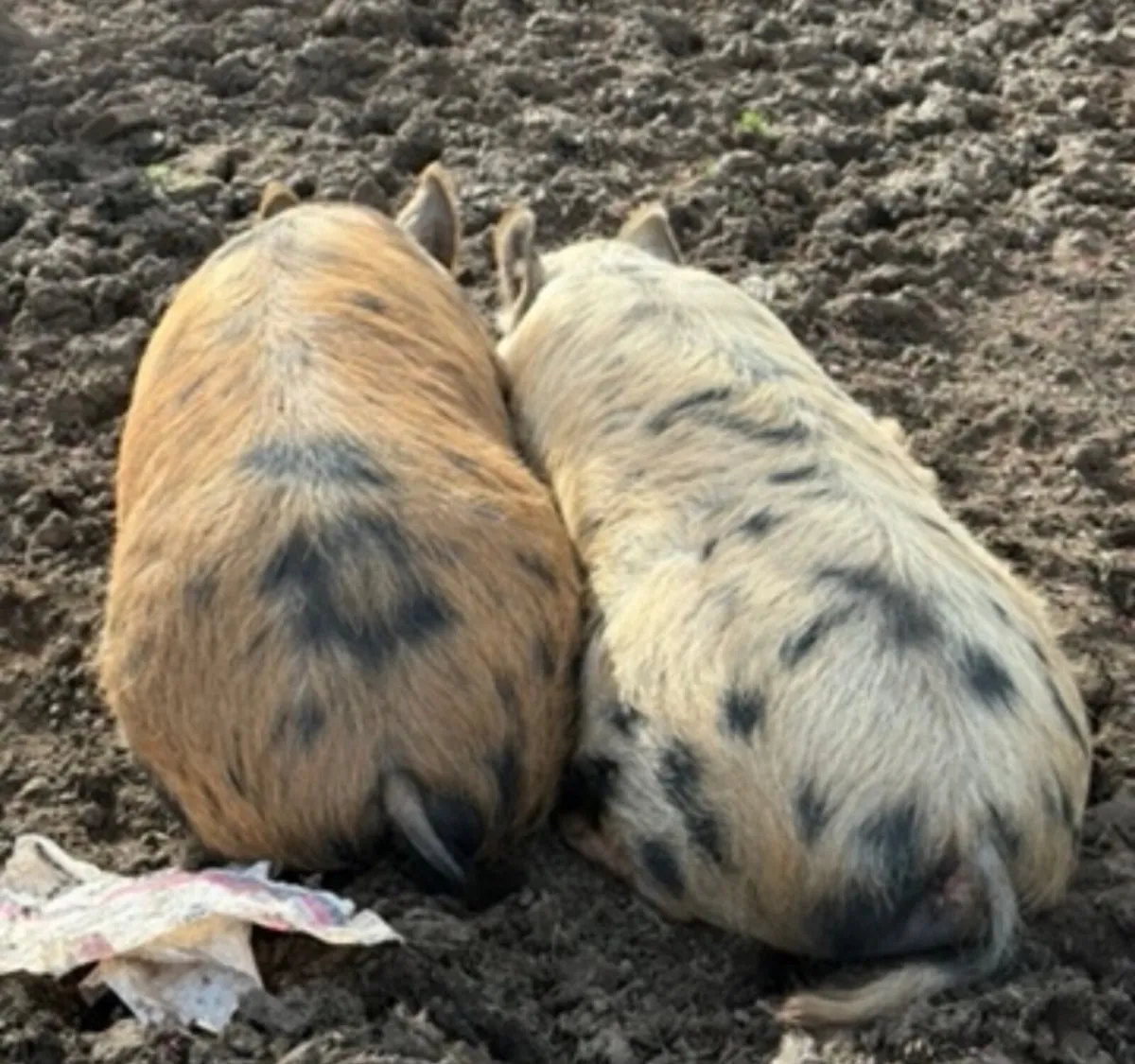 2 Kune Kune sows - Image 2