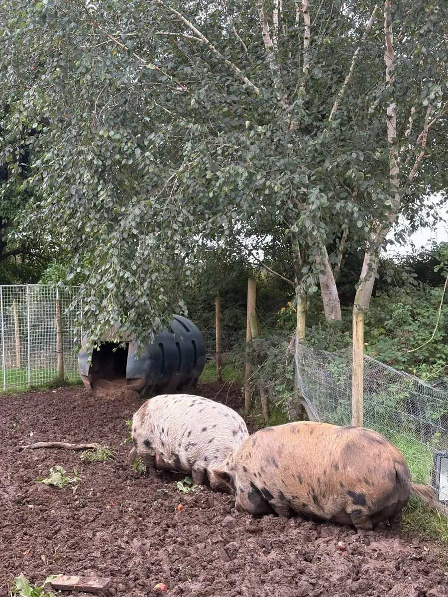 2 Kune Kune sows - Image 3