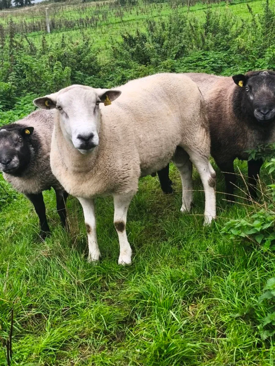 Purebred lleyn ram - Image 1