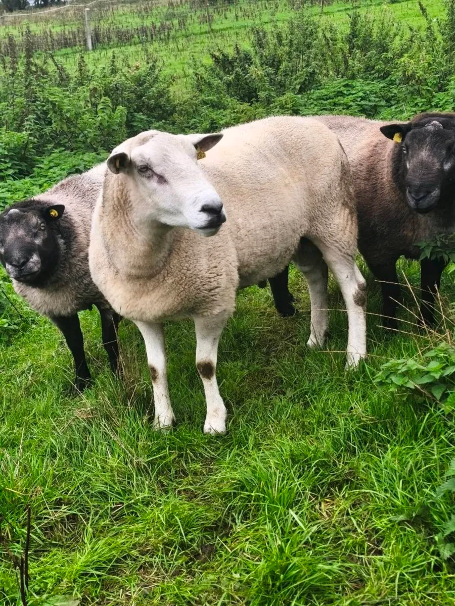 Purebred lleyn ram - Image 2
