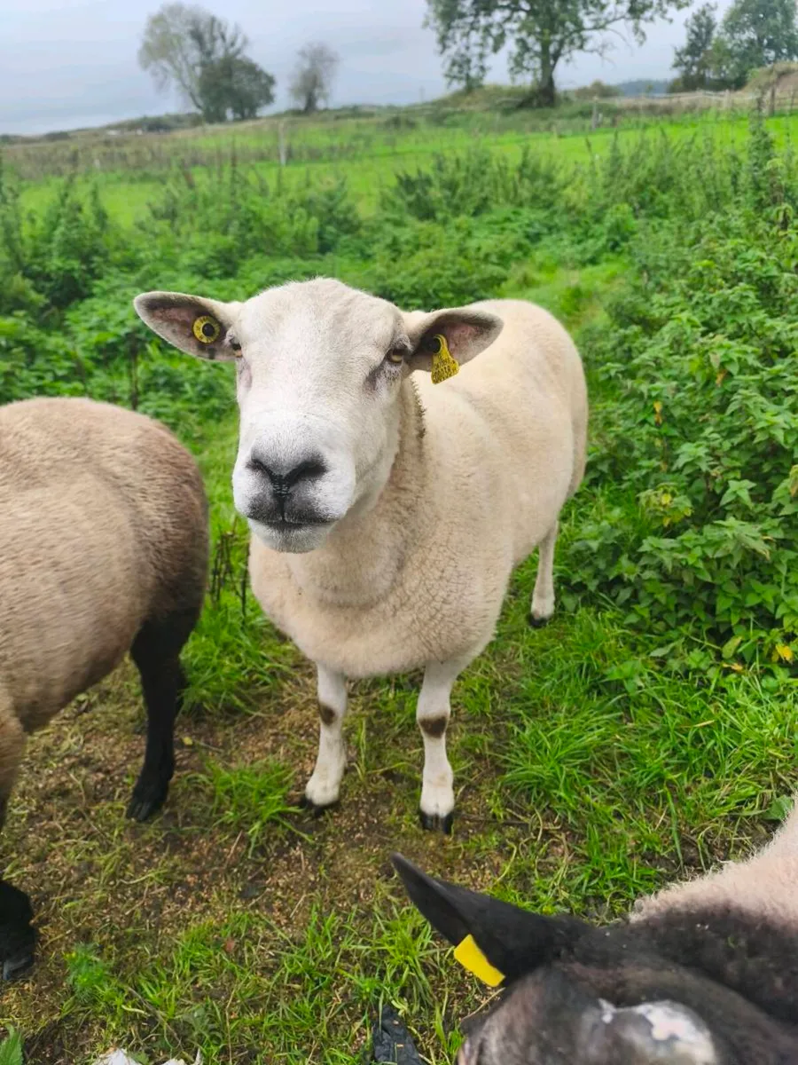 Purebred lleyn ram - Image 3