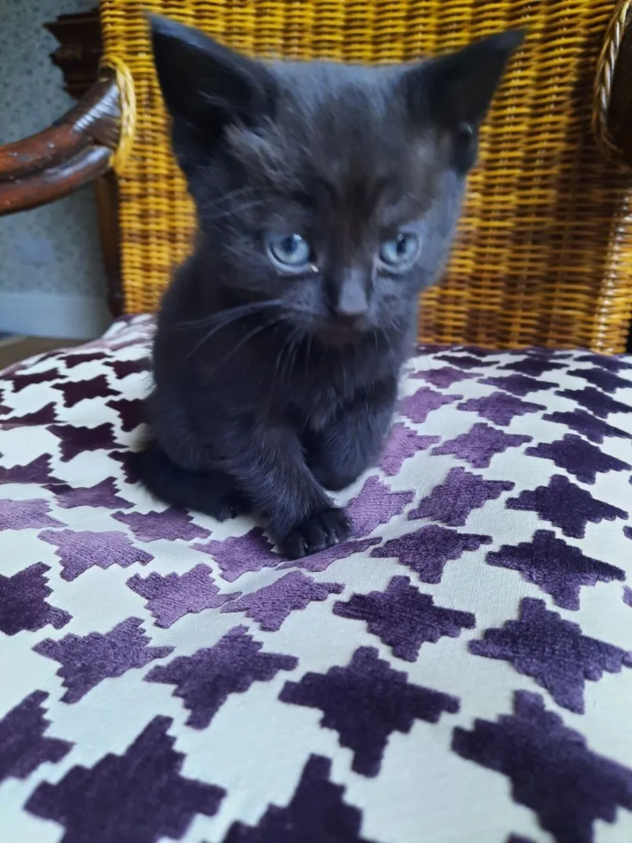 British Shorthair Ragdoll mix kitten - Image 1