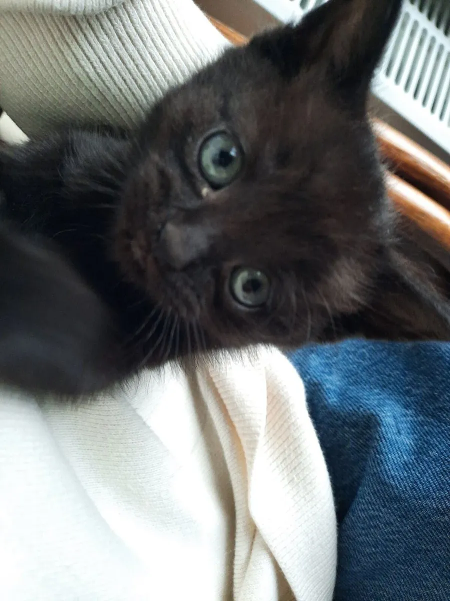 British Shorthair Ragdoll mix kitten - Image 4
