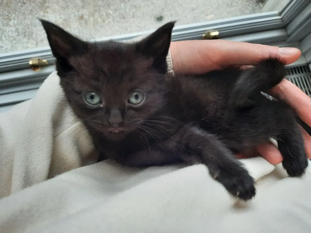 British Shorthair Ragdoll mix kitten - Image 2