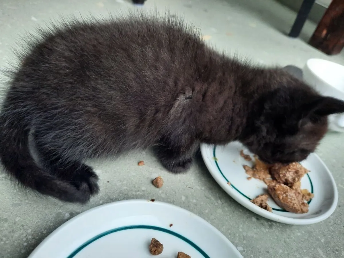 British Shorthair Ragdoll mix kitten - Image 3