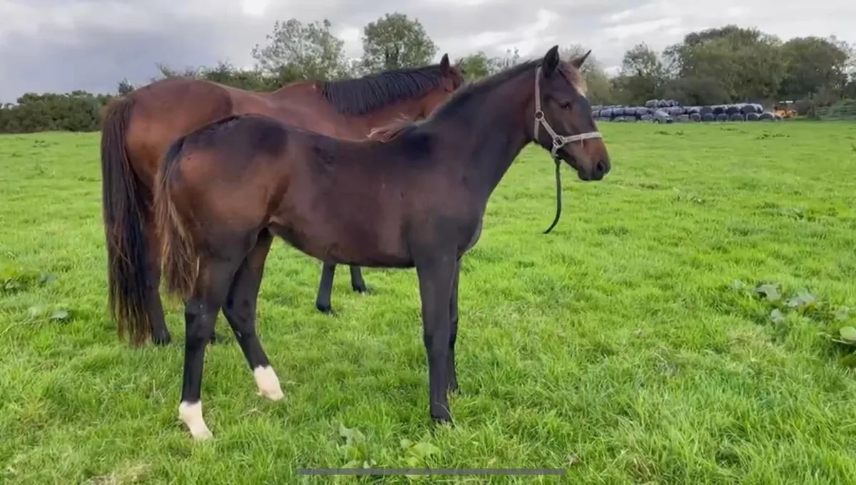 Zirocco Gold foal and mare - Image 1