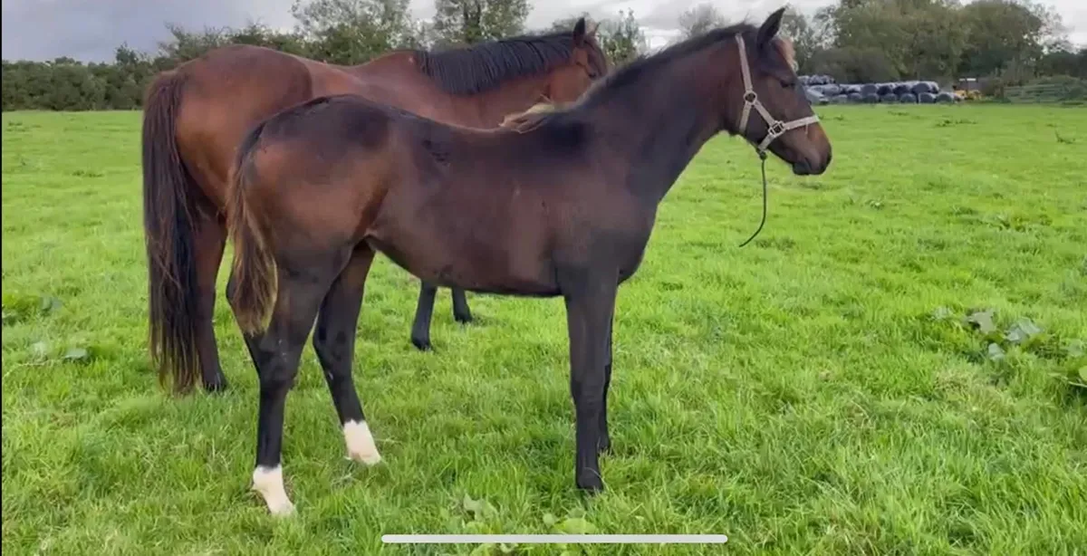 Zirocco Gold foal and mare - Image 3