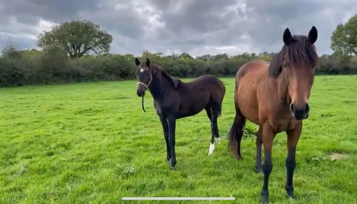 Zirocco Gold foal and mare - Image 2