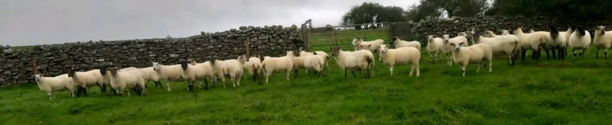 Ewe Hoggets - Image 1