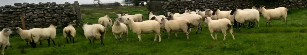 Ewe Hoggets - Image 2