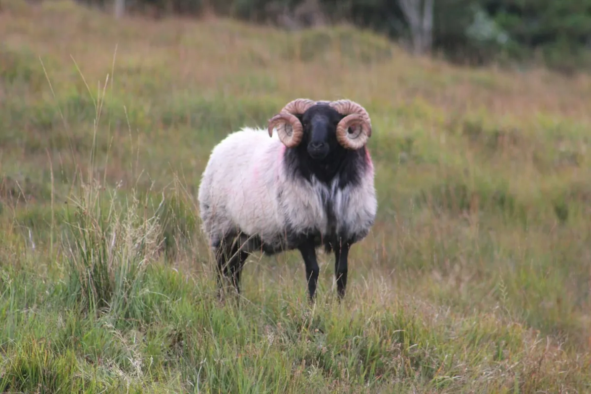 Blackface Ram Hoggets & Lambs - Image 2