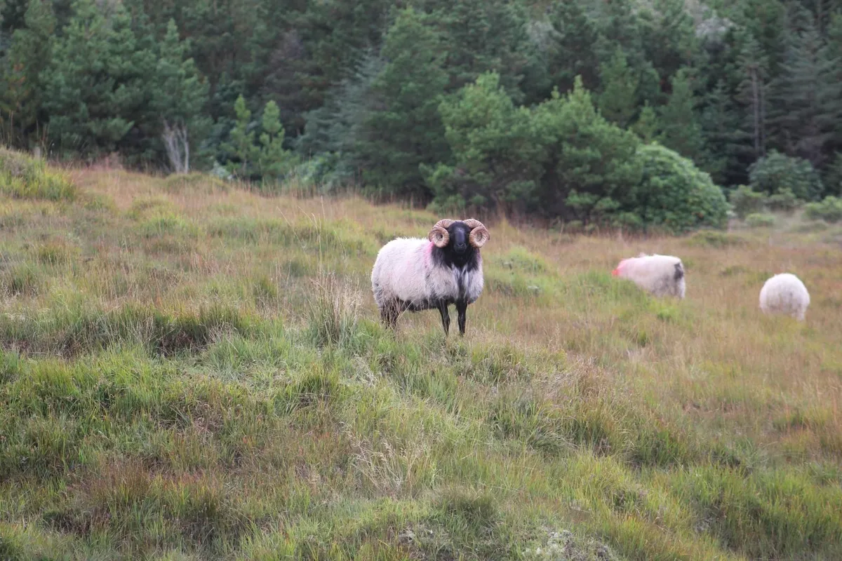 Blackface Ram Hoggets & Lambs - Image 3