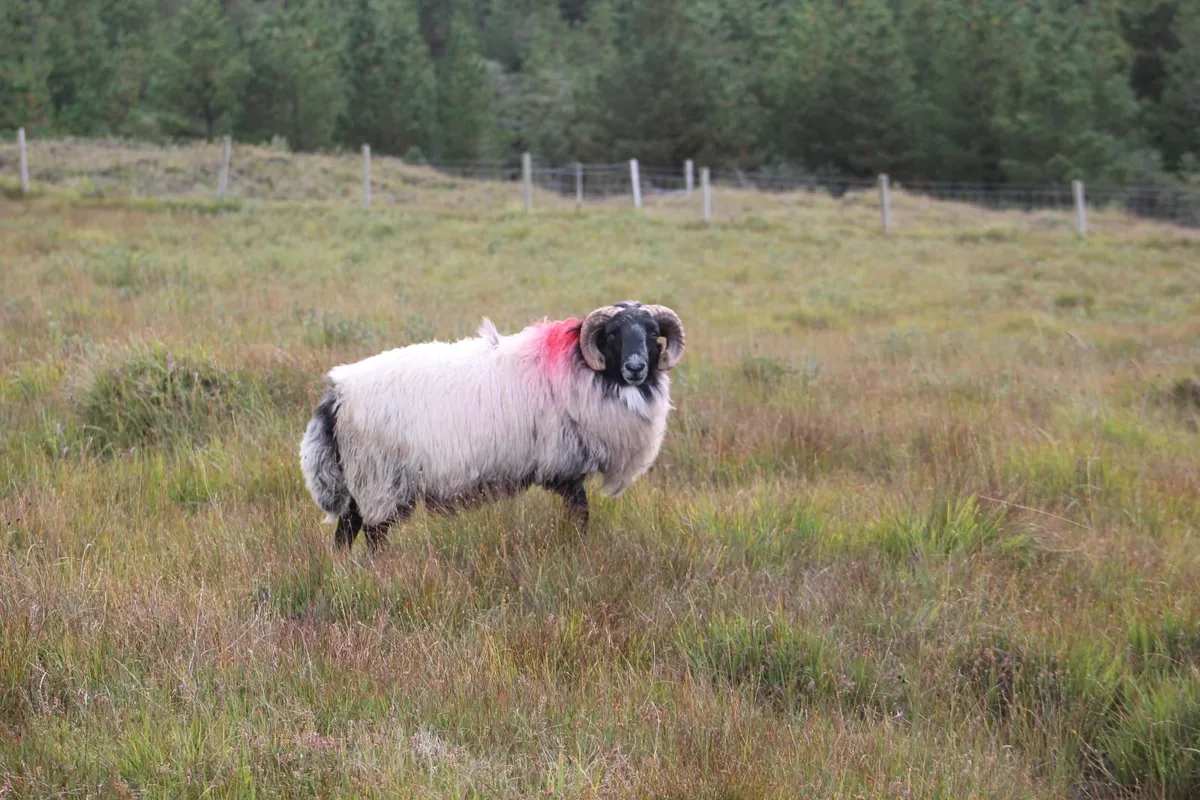 Blackface Ram Hoggets & Lambs - Image 4