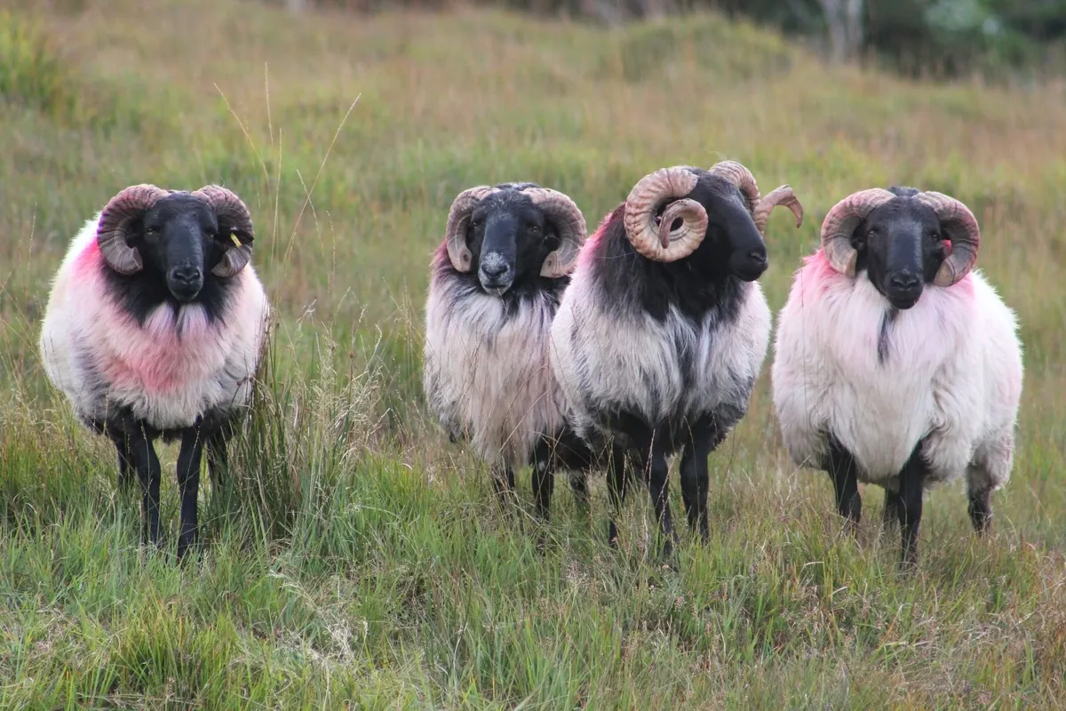 Blackface Ram Hoggets & Lambs - Image 1