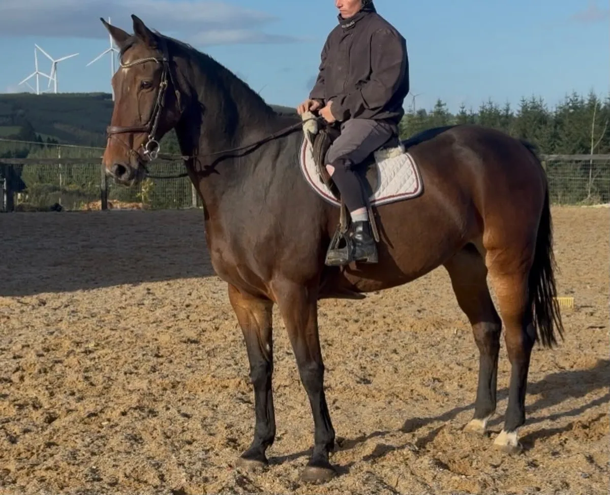 Family horse - Image 1