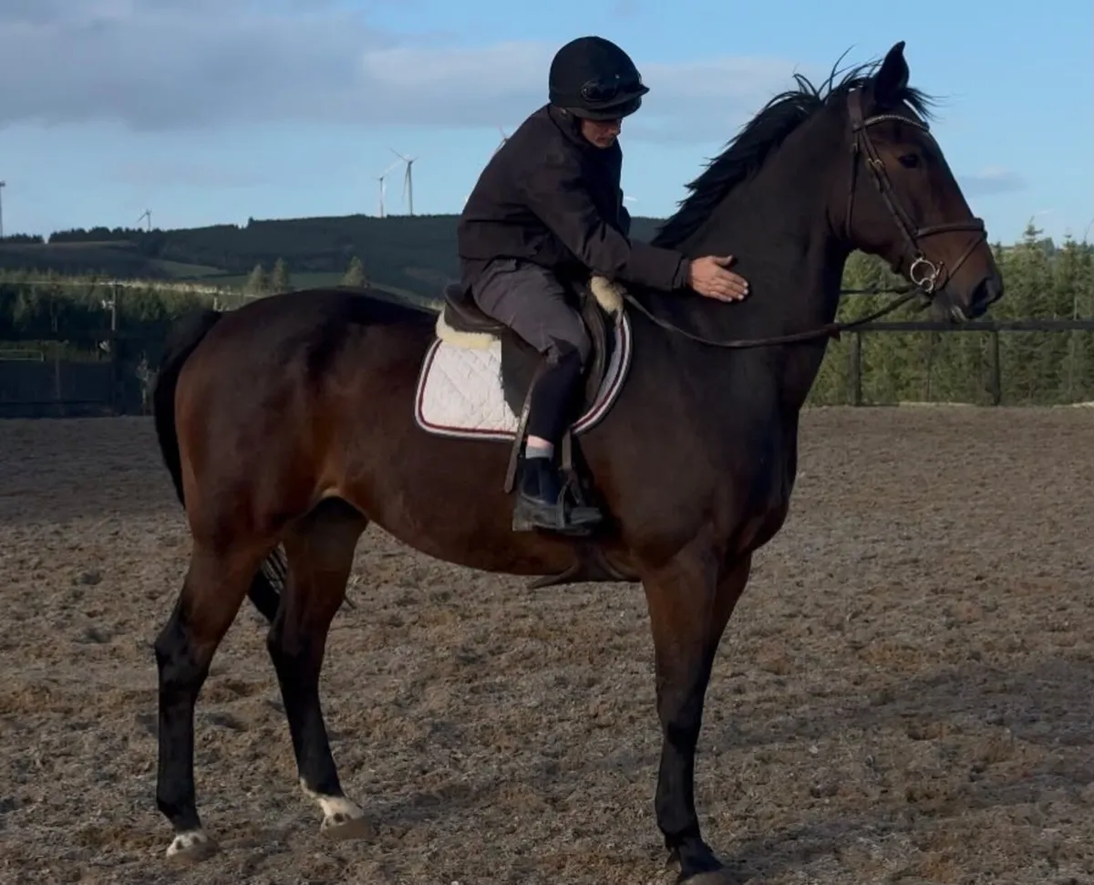 Family horse - Image 2