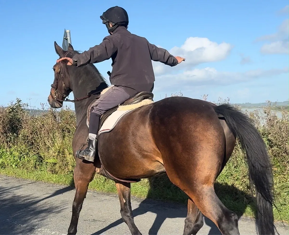 Family horse - Image 3