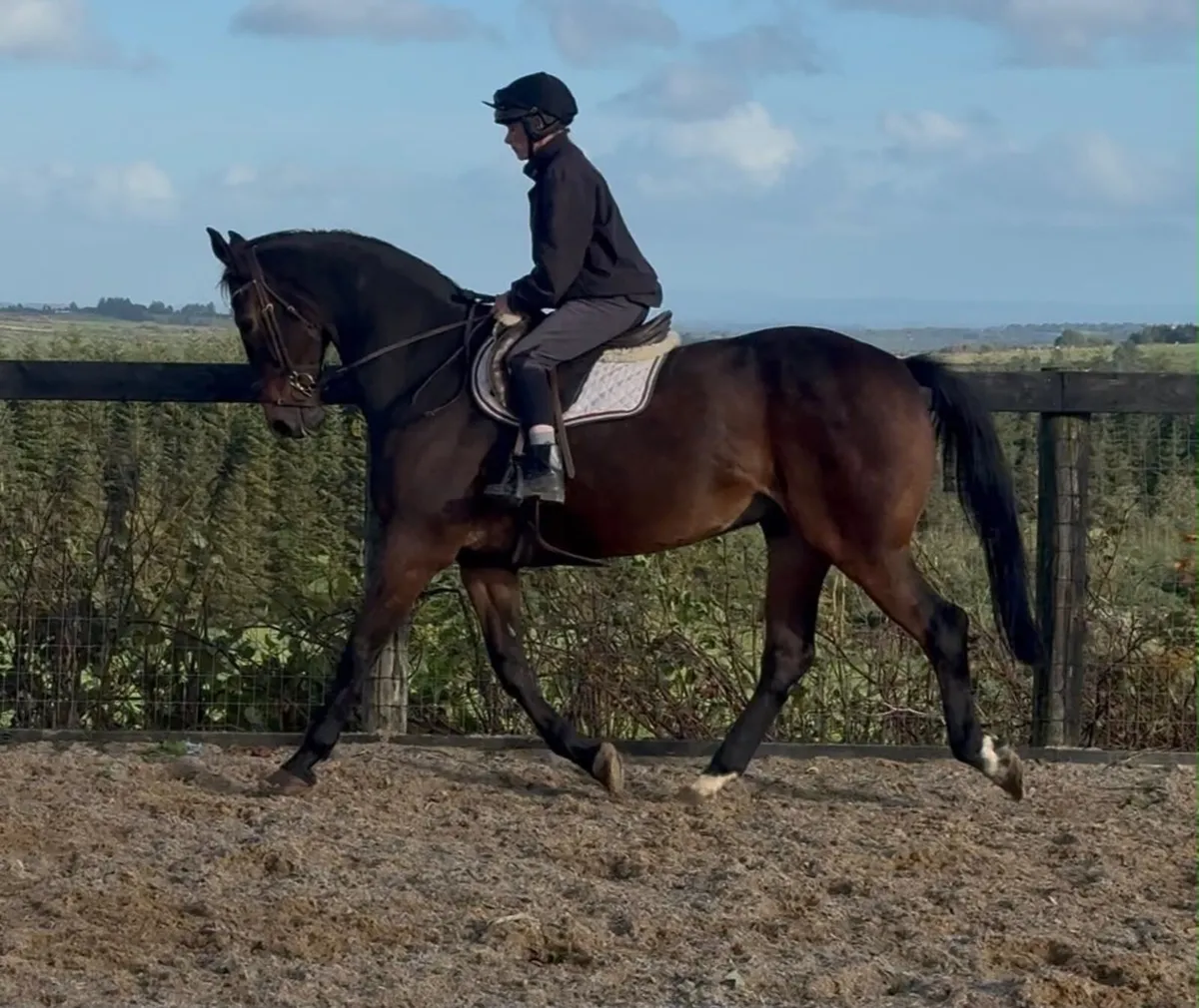 Family horse - Image 4