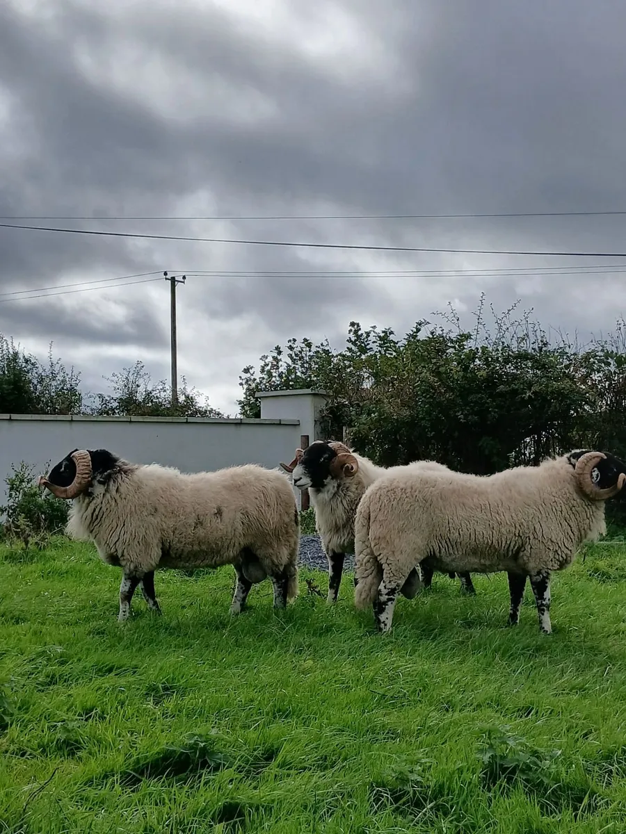 Swale hogget rams for Cahir - Image 1