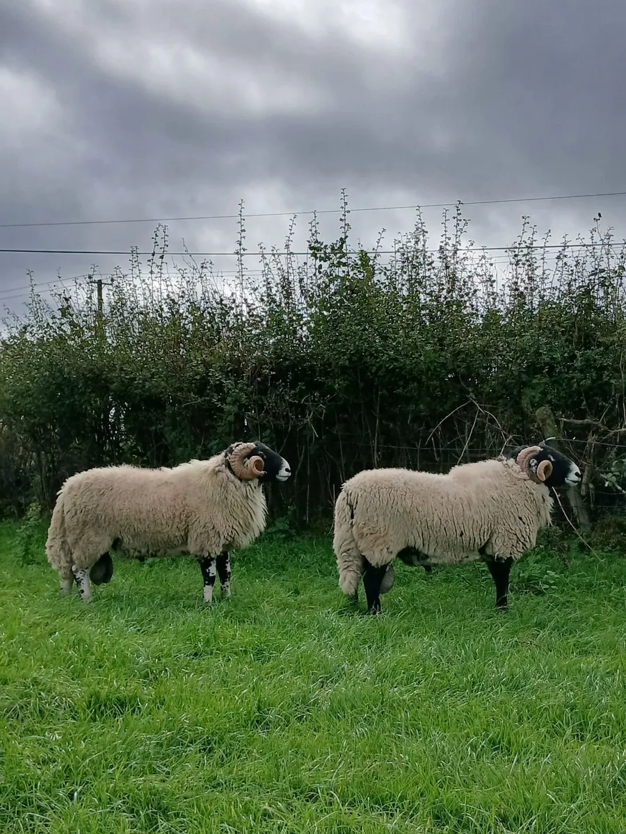 Swale hogget rams for Cahir - Image 4