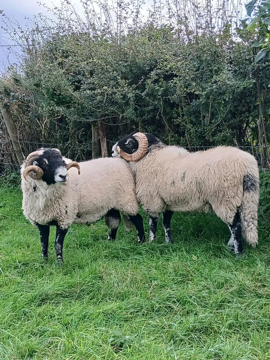 Swale hogget rams for Cahir - Image 2