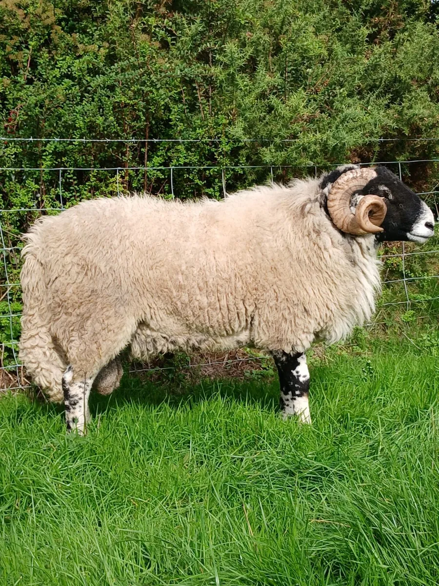 Swale hogget rams for Cahir - Image 3