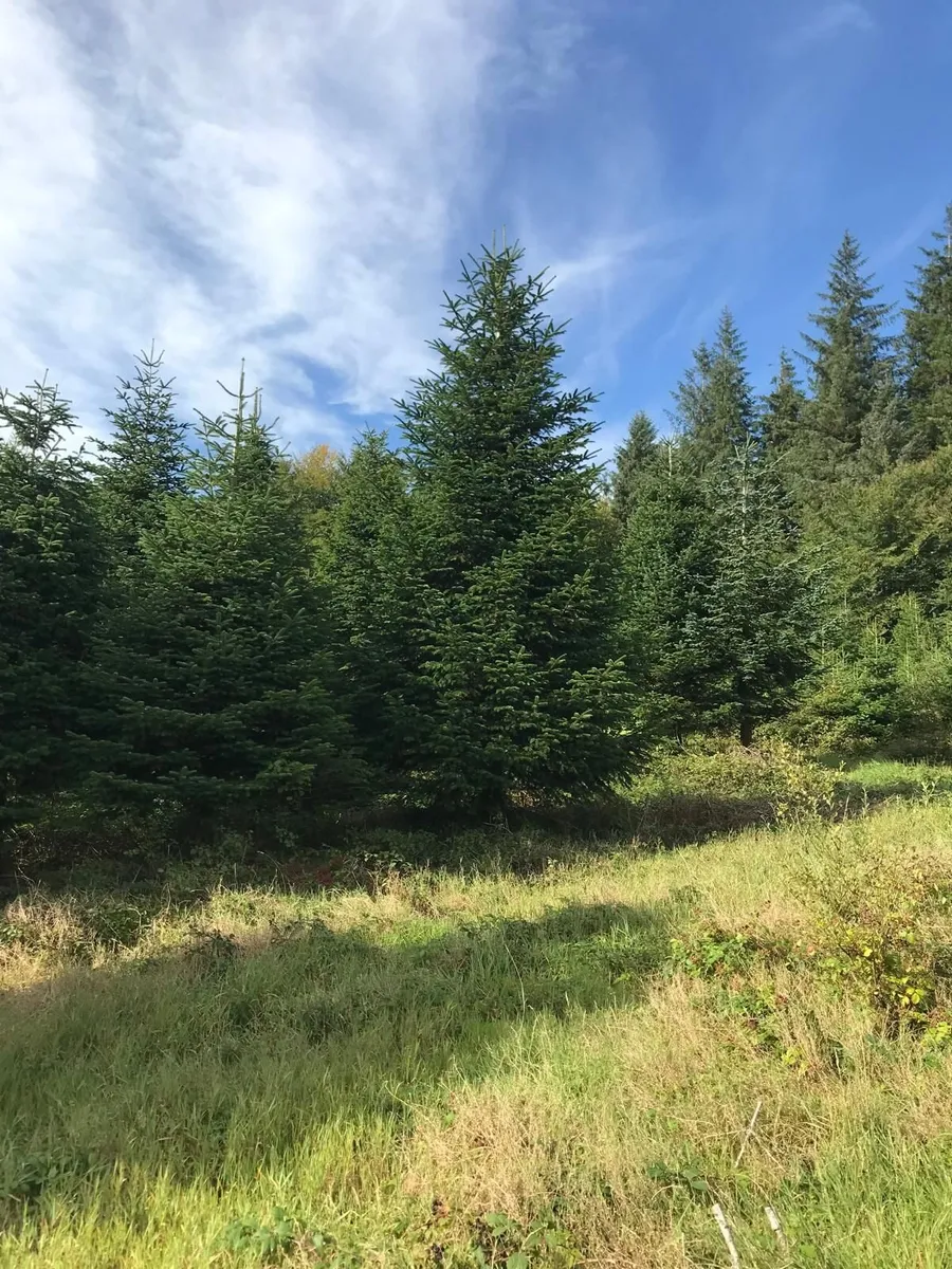 Christmas Tree's for sale - Image 1