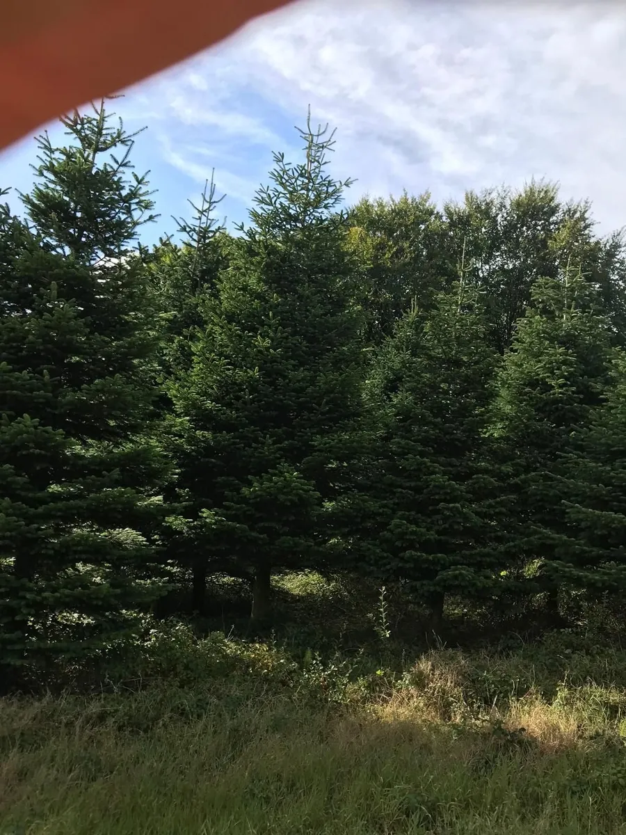 Christmas Tree's for sale - Image 2