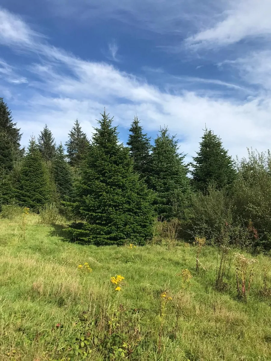 Christmas Tree's for sale - Image 4