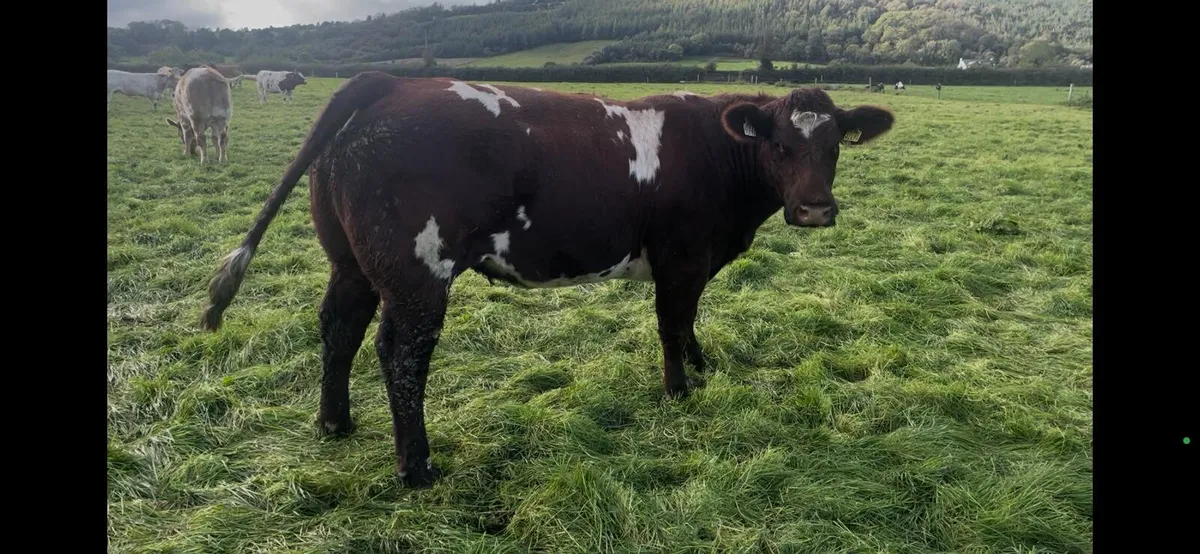 Purebred Shorthorn Heifer - Image 2
