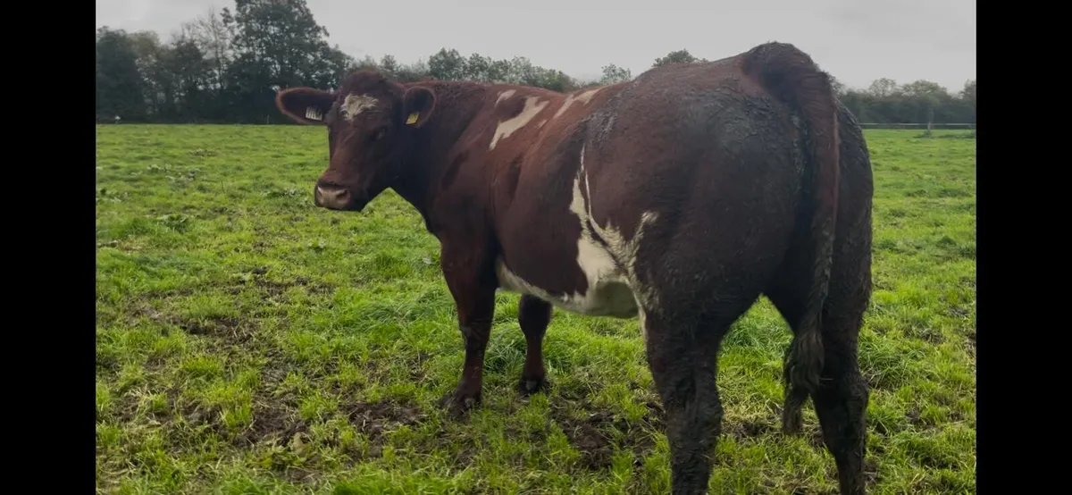 Purebred Shorthorn Heifer - Image 3