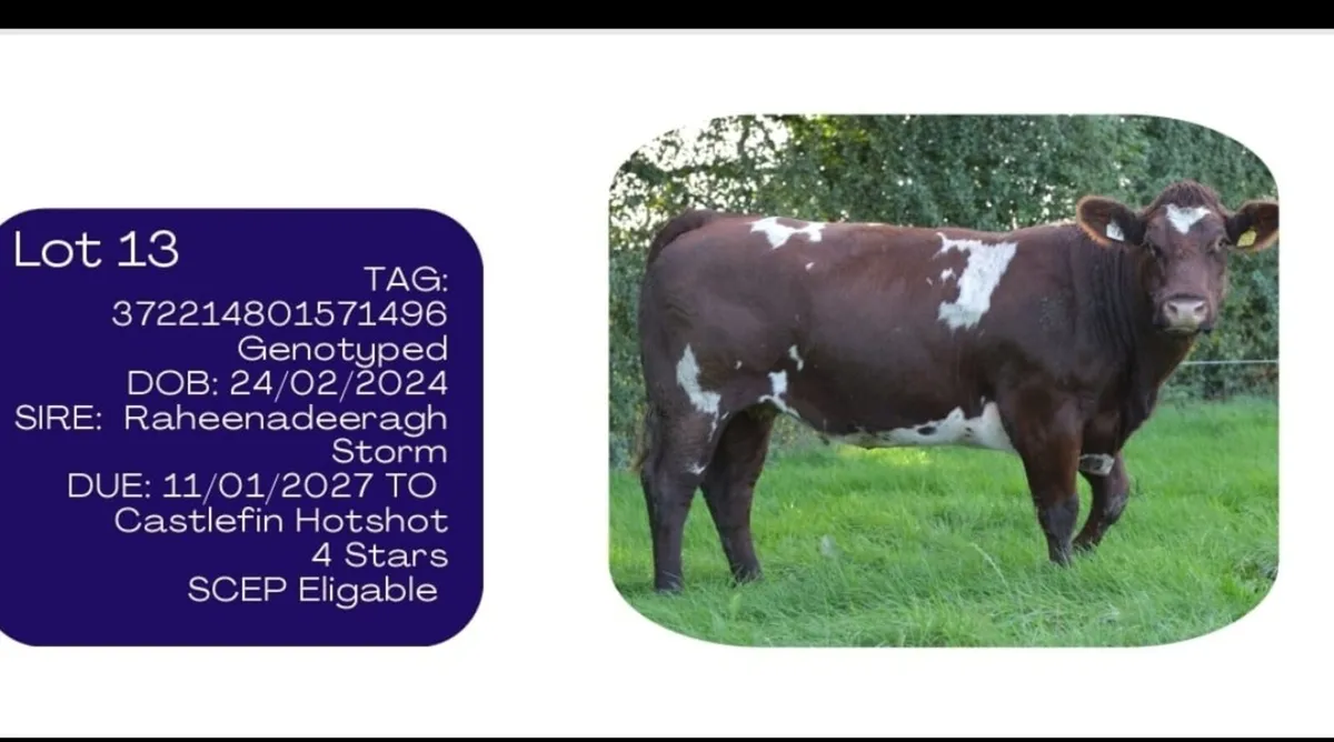 Purebred Shorthorn Heifer - Image 1