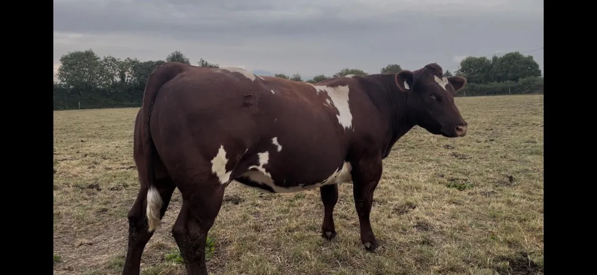 Purebred Shorthorn Heifer - Image 4