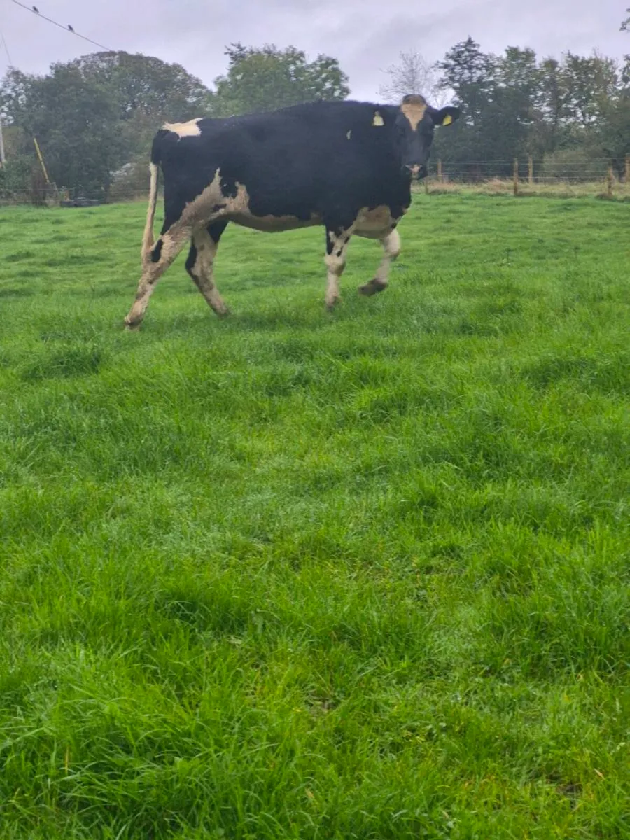 Freisan heifers - Image 3