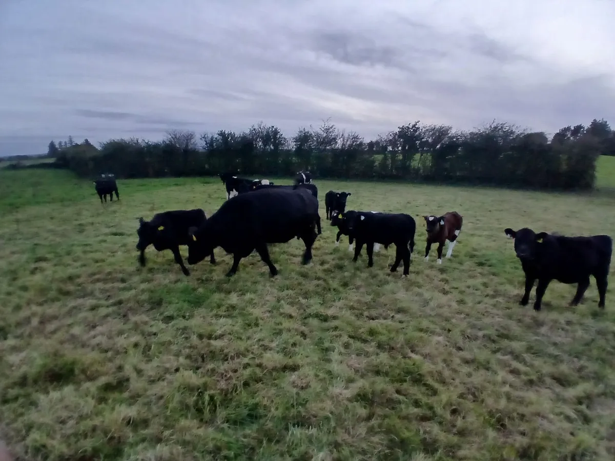 suckler cows - Image 1