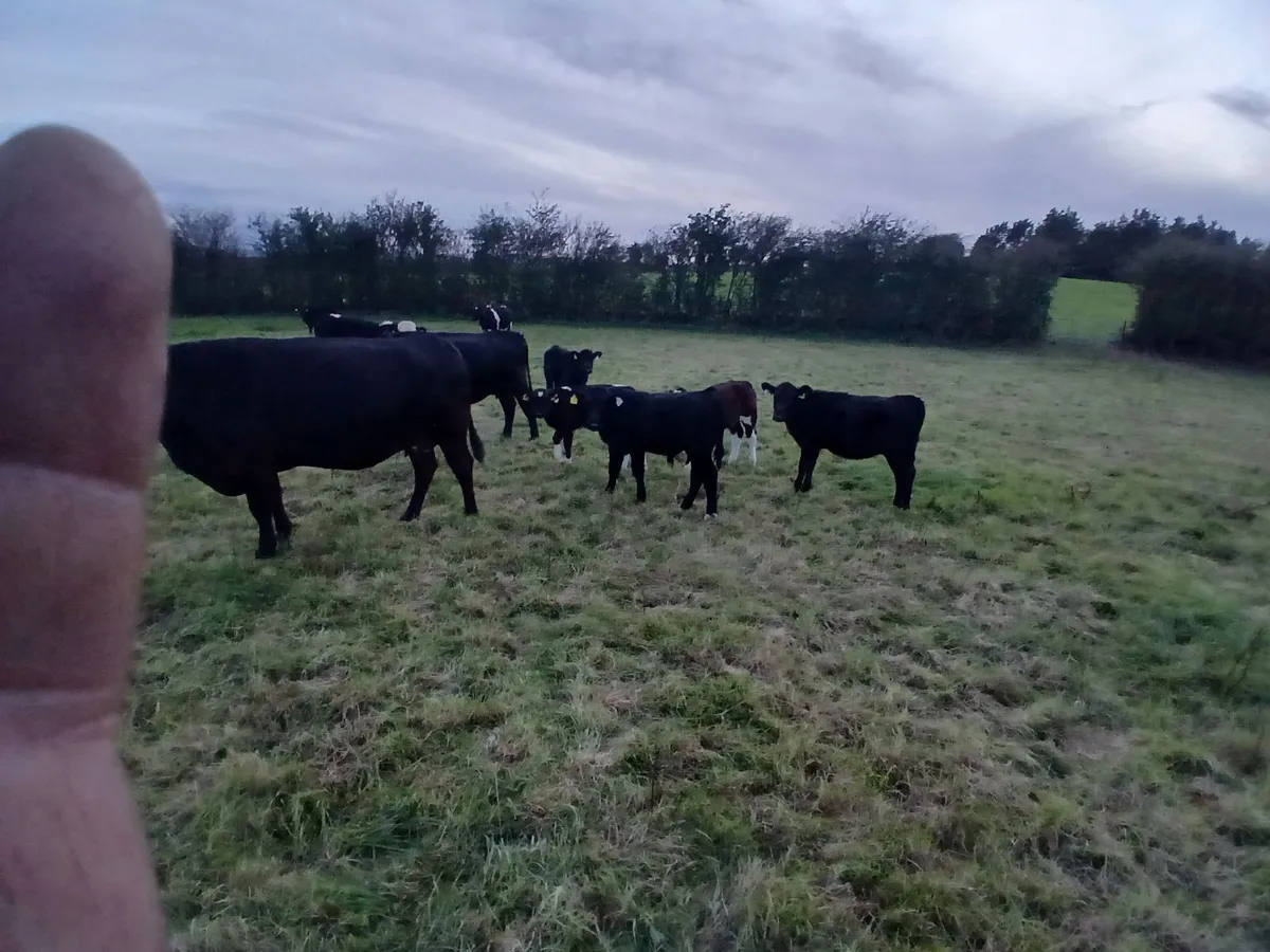 suckler cows - Image 3