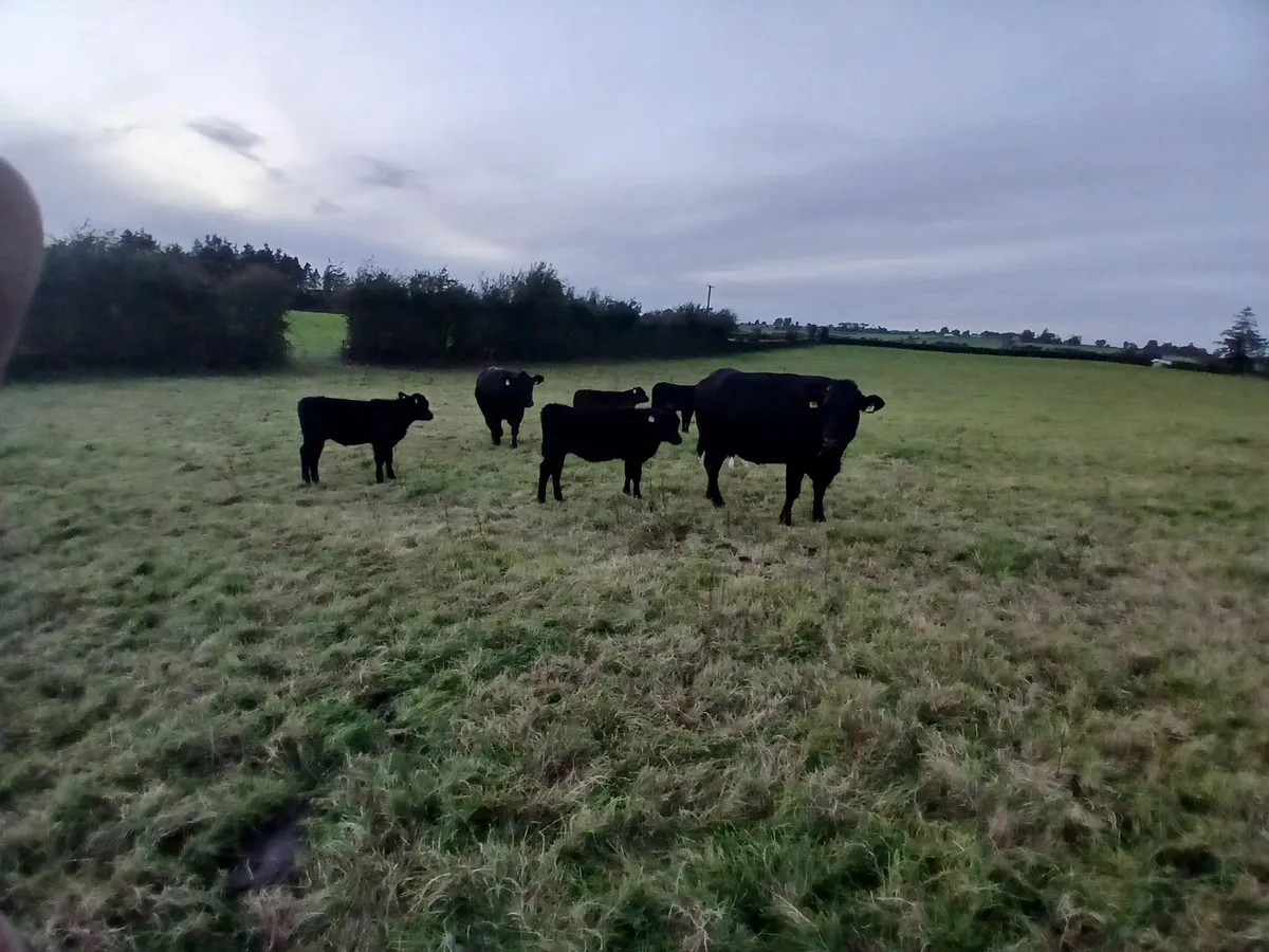 suckler cows - Image 4