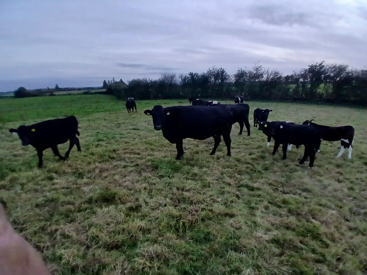 suckler cows - Image 2